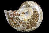 Polished, Agatized Ammonite (Phylloceras?) - Madagascar #149233-1